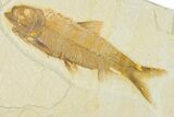 Plate of Two Fossil Fish (Knightia) - Wyoming #320421-1